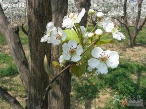 梨花海棠图片